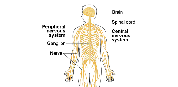 Central Nervous System Exam Quiz: Trivia! - ProProfs Quiz